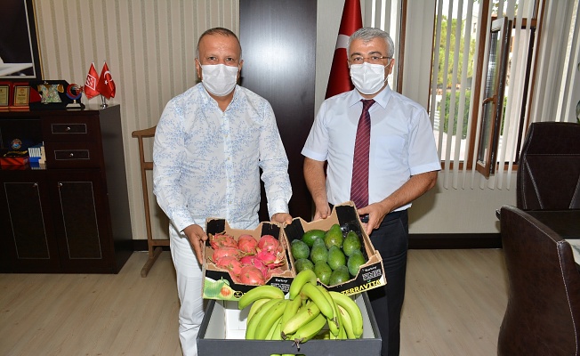 MATSO Manavgat’ın tropikal meyvelerini tanıtıyor
